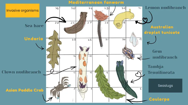 Seaslugs & Seaweed image