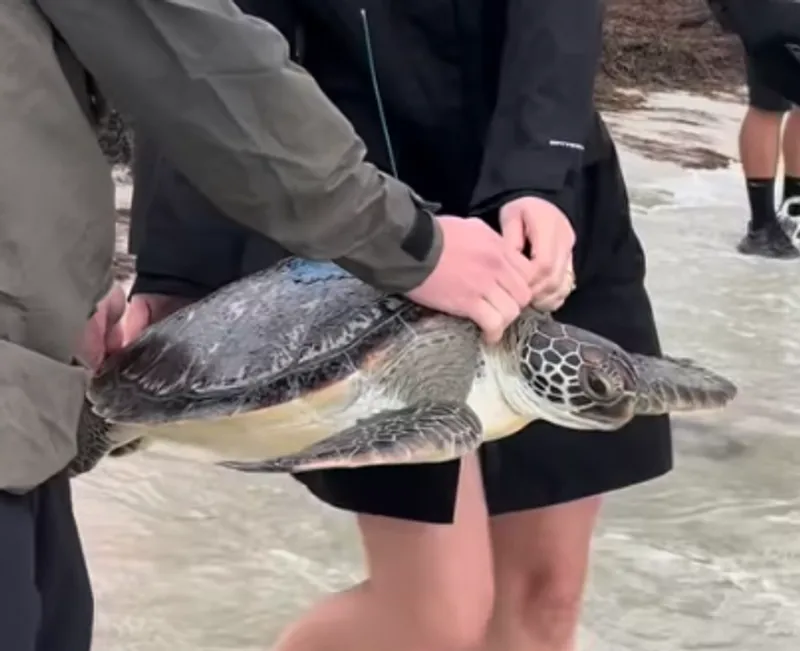 Sea Turtle Release image