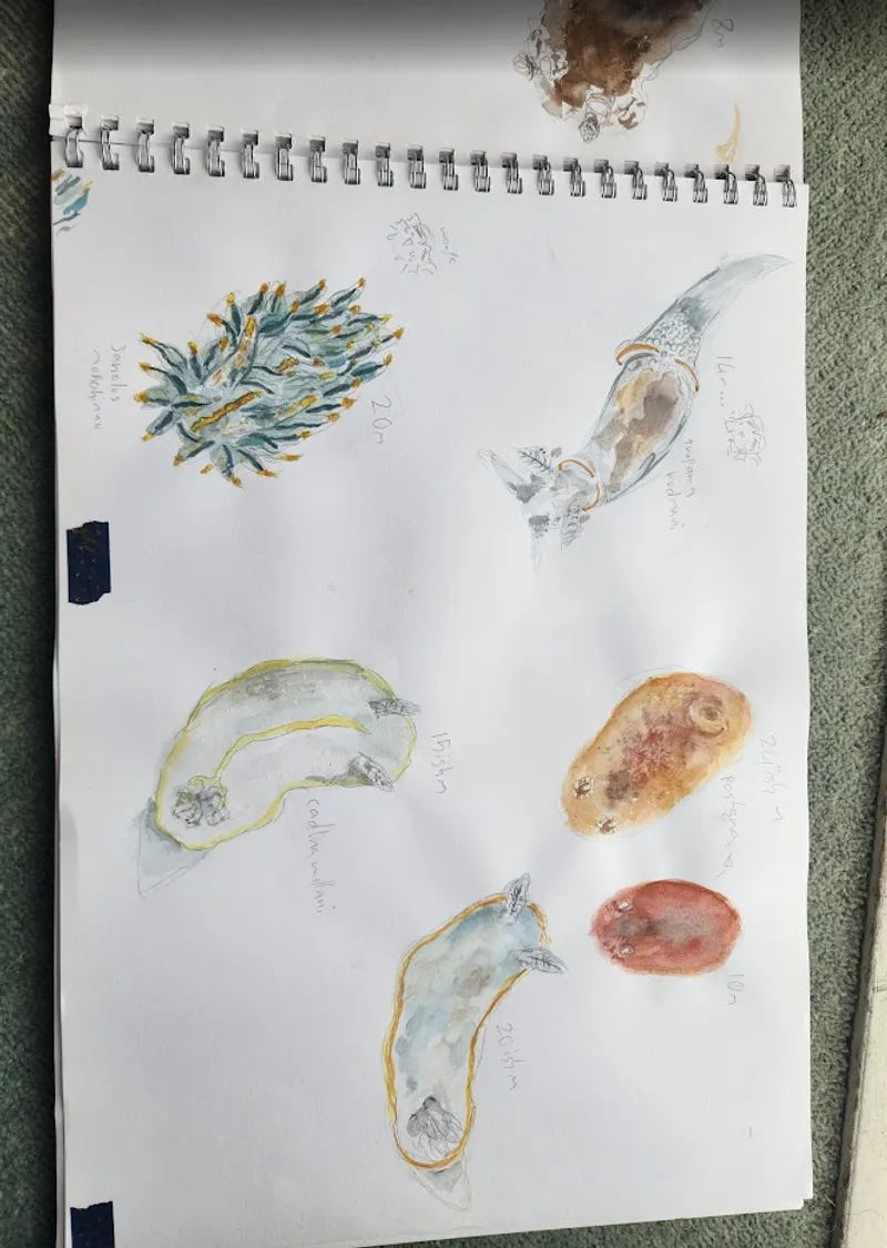 Watercolour nudibranch illustrations